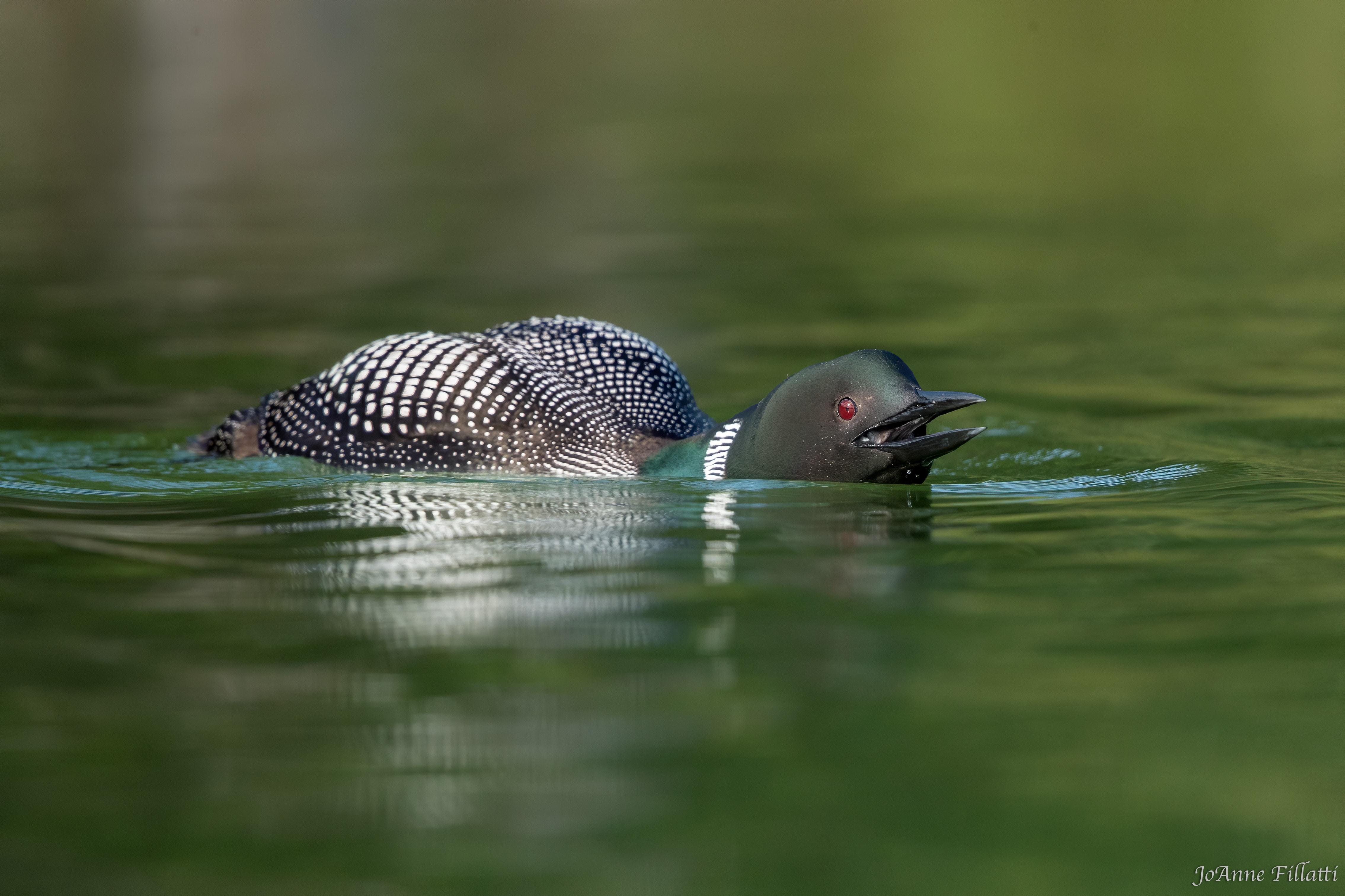 bird of british columbia image 10